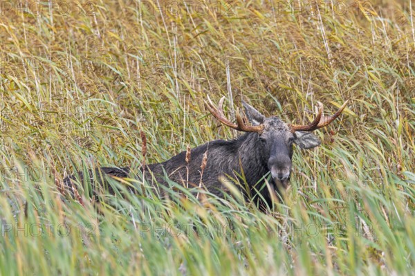 Moose, elk (Alces alces) bull, male foraging in reed bed in marshland in autumn, fall, Sweden, Scandinavia