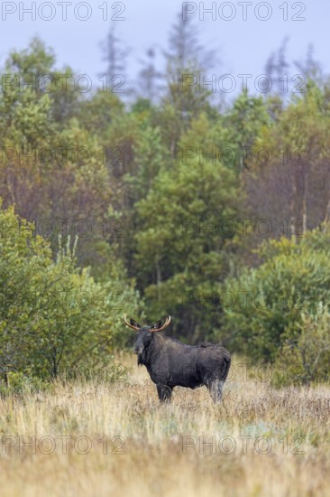 Moose, elk (Alces alces) bull, male foraging in grassland at edge of forest in autumn, fall, Sweden, Scandinavia