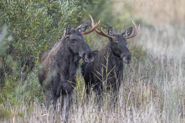 Moose, elk (Alces alces) two young bulls, males, one with shed antler in grassland at edge of forest in autumn, fall, Sweden, Scandinavia