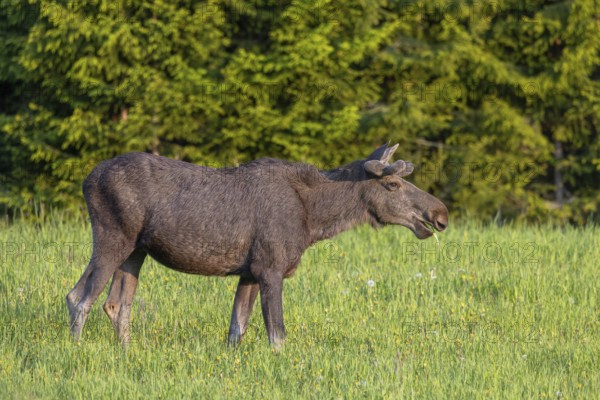 Moose, elk (Alces alces) adult bull, male with antlers covered in velvet grazing grass in meadow at edge of forest in spring, Sweden, Scandinavia