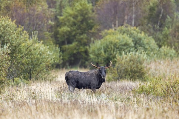 Moose, elk (Alces alces) bull, male foraging in grassland at edge of forest in autumn, fall, Sweden, Scandinavia