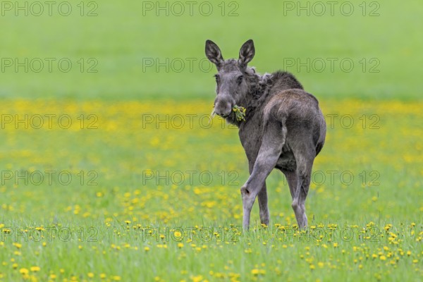Moose, elk (Alces alces) cow, female eating dandelions in meadow with wildflowers in spring, Sweden, Scandinavia