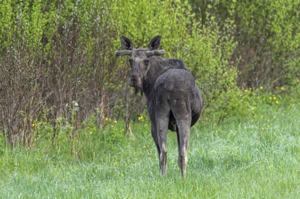 Moose, elk (Alces alces) adult bull, male with antlers covered in velvet foraging in grassland at edge of forest in spring, Sweden, Scandinavia