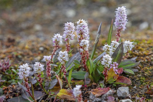 Alpine bistort, serpent-grass, viviparous bistort (Bistorta vivipara, Persicaria vivipara) perennial herb in flower on Svalbard, Spitsbergen