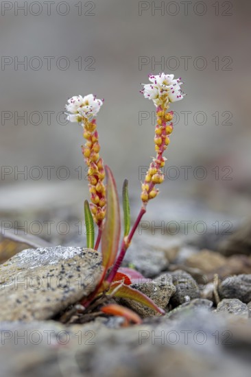 Alpine bistort, serpent-grass, viviparous bistort (Bistorta vivipara, Persicaria vivipara) perennial herb in flower on Svalbard, Spitsbergen