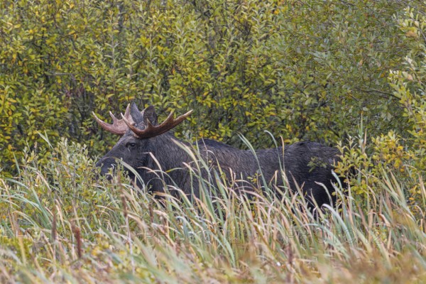 Moose, elk (Alces alces) bull, male feeding on willow leaves, hidden in marshland in autumn, fall, Sweden, Scandinavia