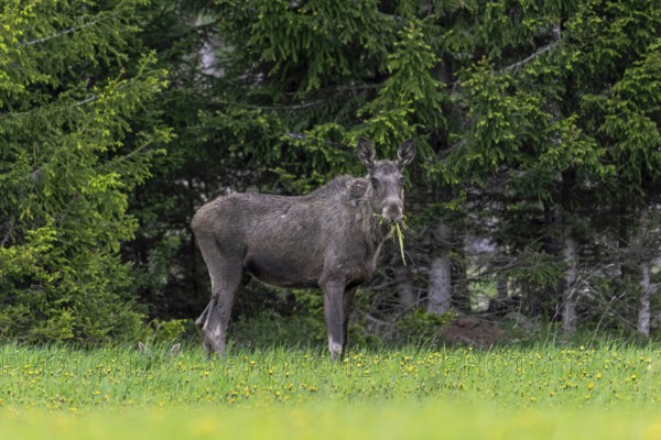 Moose, elk (Alces alces) cow, female grazing in meadow with calf hidden in grass at edge of spruce forest in spring, Sweden, Scandinavia