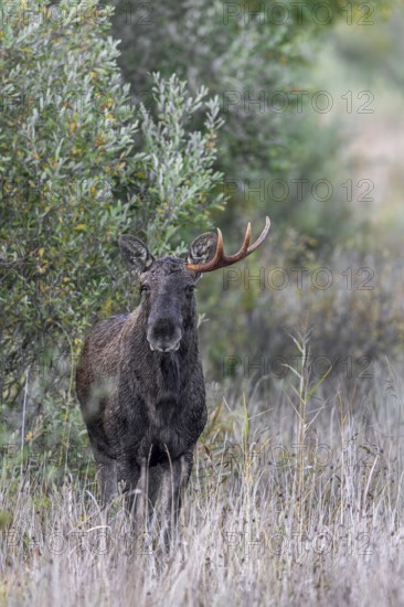 Moose, elk (Alces alces) young bull, male shedding antlers in grassland at edge of forest in autumn, fall, Sweden, Scandinavia