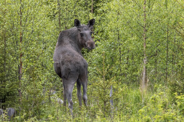 Moose, elk (Alces alces) adult bull, male with antlers covered in velvet foraging among bushes in the taiga in spring, Sweden, Scandinavia