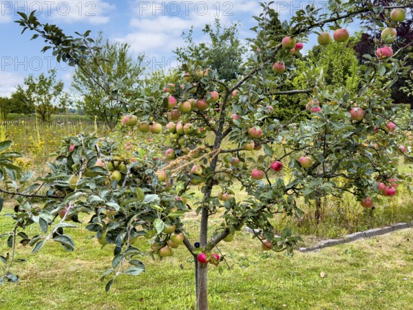 Small fruit tree apple tree with red apples in ornamental garden, Germany