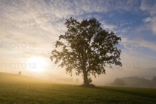 A single tree in morning fog, the sun slowly rising over the meadow, near Füssen, Allgäu, Swabia, Bavaria, Germany