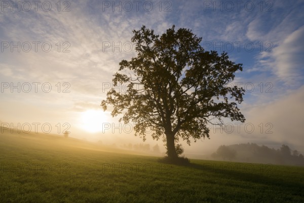 A large tree is illuminated by the rising sun, fog envelops the meadow, near Füssen, Allgäu, Swabia, Bavaria, Germany