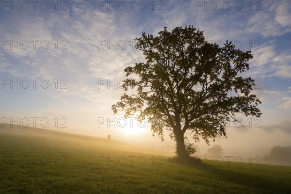 A single tree stands in the light of sunrise, surrounded by morning fog, near Füssen, Allgäu, Swabia, Bavaria, Germany