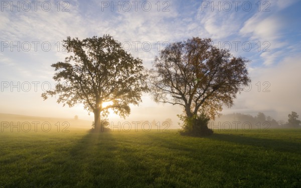 The sun shines between two trees, fog over the fields, near Füssen, Allgäu, Swabia, Bavaria, Germany