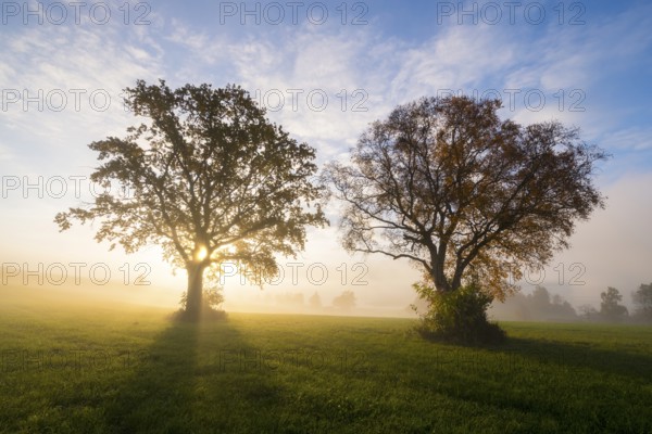 Two trees are illuminated by the rising sun, fog is covering the meadow, near Füssen, Allgäu, Swabia, Bavaria, Germany