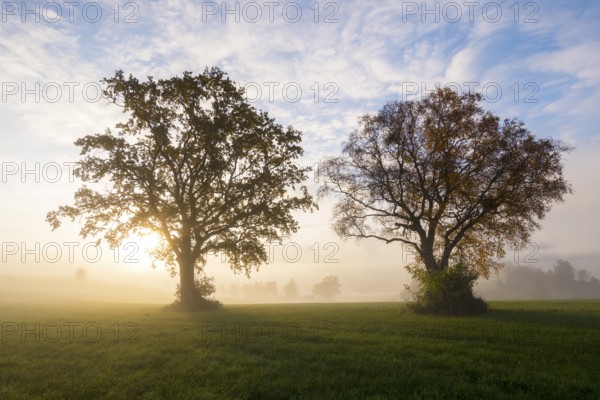 Two trees at sunrise in a meadow, fog gives the scene a quiet atmosphere, near Füssen, Allgäu, Swabia, Bavaria, Germany