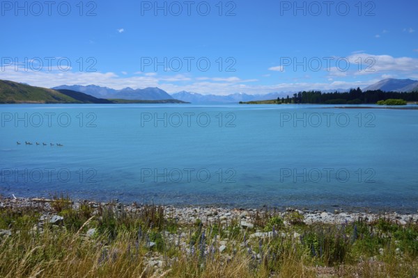 Clear water of a lake with ducks surrounded by mountains and bright blue skies, Lake Tekapo, Canterbury, South Island, New Zealand