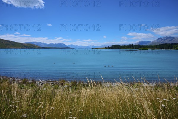 A wide lake with grasses in the foreground, surrounded by mountains and blue skies, Lake Tekapo, Canterbury, South Island, New Zealand