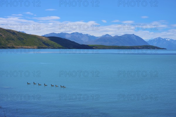 Deep blue lake with ducks fringed by green hills and high mountains in the background, Lake Tekapo, Canterbury, South Island, New Zealand