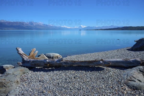 Flowwood on rocky shore overlooking a blue lake on mountains, Lake Pukaki Viewpoint, Pukaki, Canterbury, South Island, New Zealand
