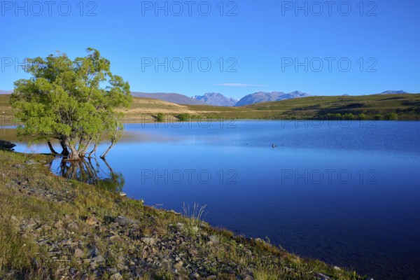 A peaceful lake with a tree on the shore in front of a mountainous landscape, Lake McGregor, Tekapo, Canterbury, South Island, New Zealand