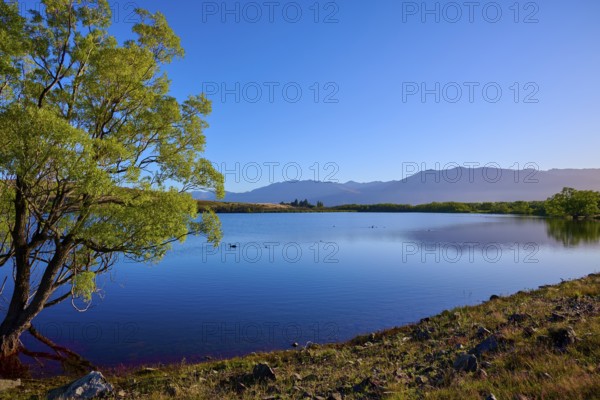 A quiet lake with trees and mountains under a clear sky, Lake McGregor, Tekapo, Canterbury, South Island, New Zealand