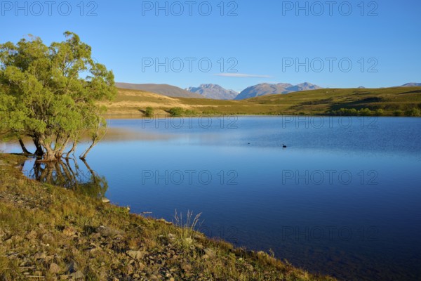 A peaceful lake with a tree on the shore against a mountainous backdrop, Lake McGregor, Tekapo, Canterbury, South Island, New Zealand