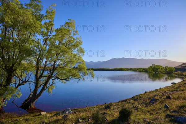 A calm lake with trees and mountains in sunlight, Lake McGregor, Tekapo, Canterbury, South Island, New Zealand