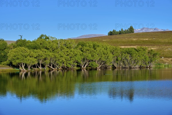 A lake with reflecting trees under a clear blue sky, Lake McGregor, Tekapo, Canterbury, South Island, New Zealand