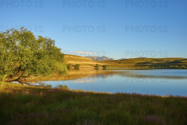 Tree on calm lake with mountains and clear sky in the background, Lake McGregor, Tekapo, Canterbury, South Island, New Zealand