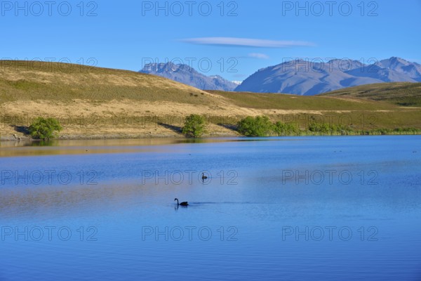 A calm lake with swans against a mountain backdrop under blue skies, Lake McGregor, Tekapo, Canterbury, South Island, New Zealand