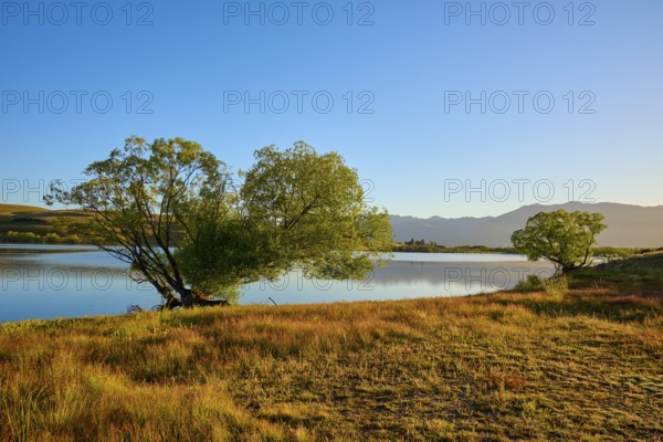 Lakeside tree at sunrise with blue sky and mountains in background, Lake McGregor, Tekapo, Canterbury, South Island, New Zealand