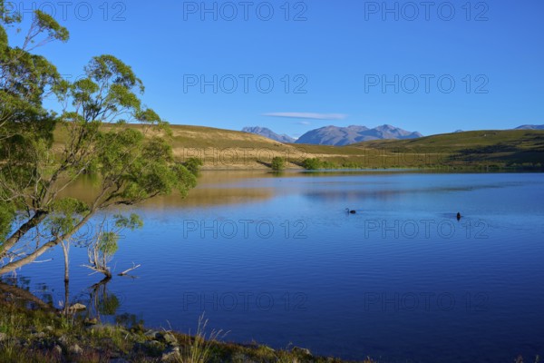 Tree on calm lake with mountains and clear blue sky, Lake McGregor, Tekapo, Canterbury, South Island, New Zealand