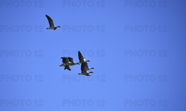 Grey geese (Anser anser) fly over the Darß, Mecklenburg-Western Pomerania, Germany