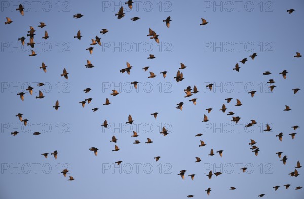 Flock of starlings (Sturnus vulgaris) flying over the Darß, Mecklenburg-Western Pomerania, Germany
