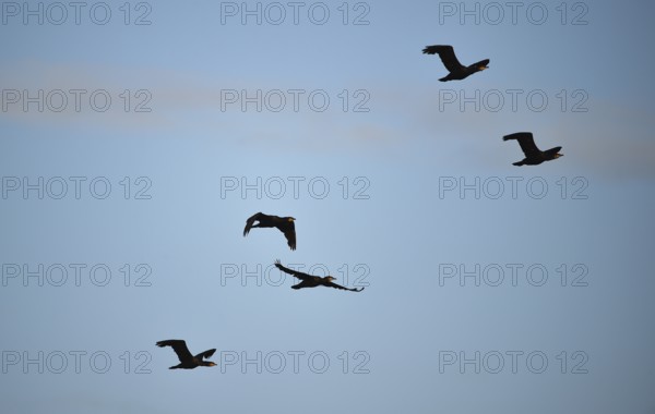 Cormorants (Phalacrocorax carbo) fly over the Darß, Mecklenburg-Western Pomerania, Germany
