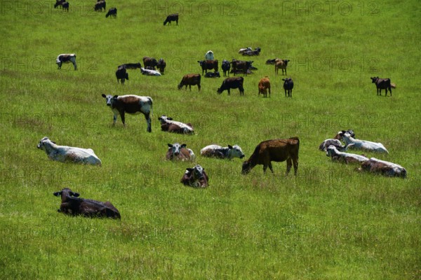 Several cows rest and graze in a green field, Geraldine Fairlie Lookout, Geraldine, Canterbury, South Island, New Zealand