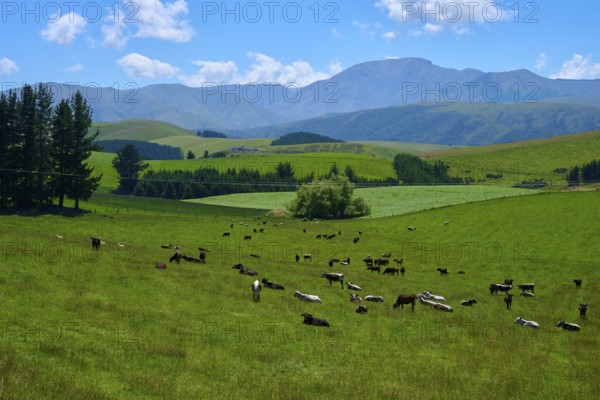 Cows grazing on green pastures against mountainous backdrop under blue skies, Geraldine Fairlie Lookout, Geraldine, Canterbury, South Island, New Zealand