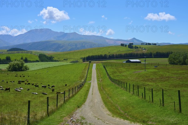 Rural trail through green pastures with animals and mountainous horizon, Geraldine Fairlie Lookout, Geraldine, Canterbury, South Island, New Zealand