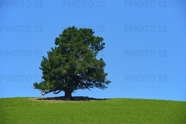 A solitary conifer tree on a hill under a clear blue sky, Canterbury, South Island, New Zealand