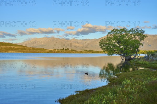 Calm lake with trees and mountains, soft reflections in the water at dusk, Lake McGregor, Tekapo, Canterbury, South Island, New Zealand