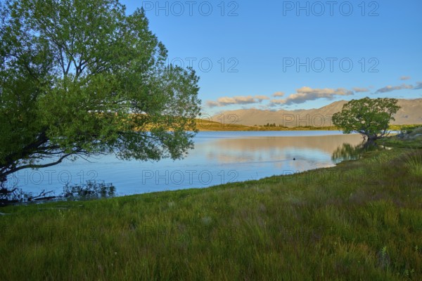 Peaceful landscape with lake views, trees and soft evening colors in the sky, Lake McGregor, Tekapo, Canterbury, South Island, New Zealand