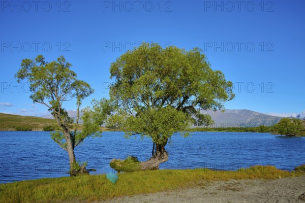 Two distinctive trees on the edge of a tranquil lake with mountain scenery in the background, Lake McGregor, Tekapo, Canterbury, South Island, New Zealand