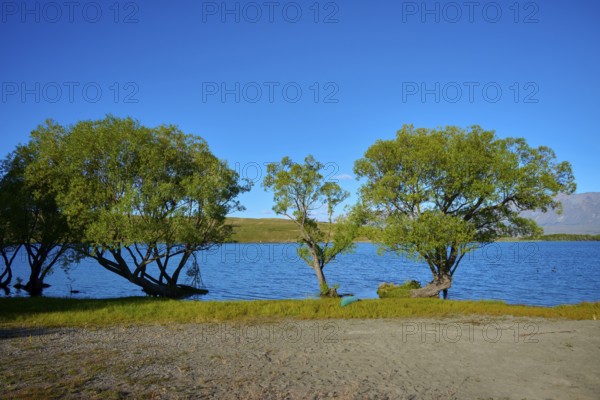 Tranquil landscape with trees on the shores of a quiet lake under clear blue sky, Lake McGregor, Tekapo, Canterbury, South Island, New Zealand