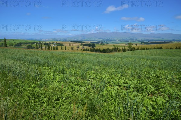 Extensive green meadow landscape under bright blue sky, Geraldine Fairlie Lookout, Geraldine, Canterbury, South Island, New Zealand