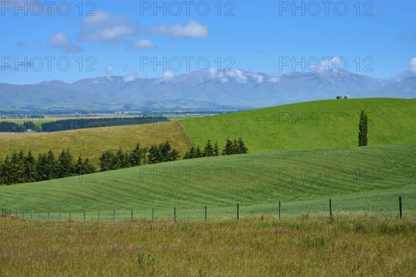 Hilly landscape with green fields and trees under blue sky, Geraldine Fairlie Lookout, Geraldine, Canterbury, South Island, New Zealand