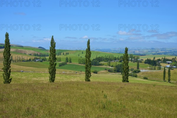 Hilly landscape with trees and vast green spaces under clear skies, Geraldine Fairlie Lookout, Geraldine, Canterbury, South Island, New Zealand