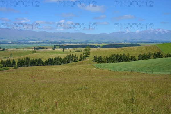 Wide landscape with green fields and trees under blue sky, Geraldine Fairlie Lookout, Geraldine, Canterbury, South Island, New Zealand