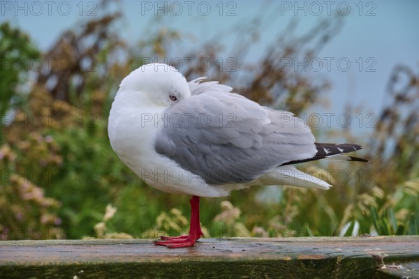 Red-billed gull (Chroicocephalus scopulinus), with closed eye standing at rest on a wooden railing surrounded by plants, Taiaroa Head, Harington Point, Dunedin, Otago, South Island, New Zealand