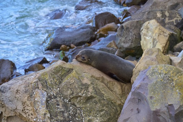 New Zealand fur seal (Arctocephalus forsteri) lying relaxed on rocks near the sea, Shag Point Lookout, Shag Point, Palmerston, Otago, South Island, New Zealand